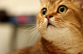 8 Common Cat Fears And Anxieties Petmd