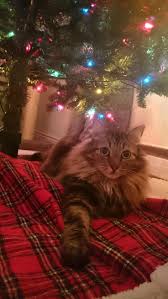 888 best images about CHRISTMAS CATS on Pinterest Trees Cats.