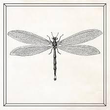Dragonfly Wall Art Large Insect Art