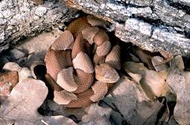 copperheads sightings on the rise