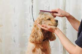 Provider is very good at clipping my dog exactly how i like him. Secrets Your Pet S Groomer Wishes You Knew Reader S Digest