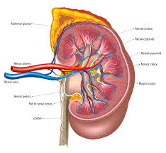 kidney cancer causes diagnosis