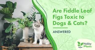 fiddle leaf figs toxic to dogs cats