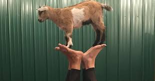 goat yoga nashville berry farms in