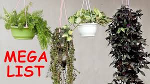 They enjoy a variety of environments and do best when placed in low light. Top 25 Plants For Hanging Baskets The Mega List Youtube