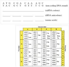 Dna Sequence Mrna Codon Trna Anticodon Amino Acid Chart