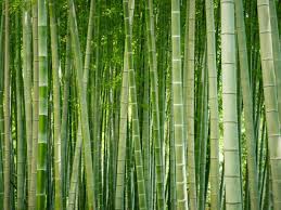 bamboo control how to get rid of