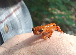 Cave Salamander A Photo From Indiana Midwest Trekearth