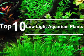 top 10 low light aquarium plants pros