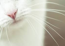 a cat s nose knows more than you think