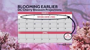 Projected Cherry Blossom Bloom Dates In A Warming World