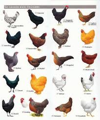 55 Proper Small Chicken Breeds