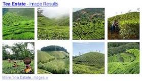 Image result for Tea Estate meaning
