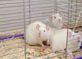 2 820 best albino rat images stock
