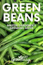 how to grow green beans growing guide