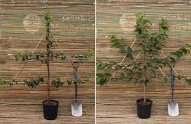 fruit trees container specifications