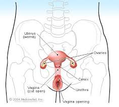 Female Reproductive System Diagram Functions Anatomy