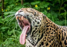 Jaguar Yırtıcı Hayvan Vahşi Kedi - Pixabay'de ücretsiz fotoğraf