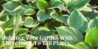 10 Impossible To Kill Outdoor Plants
