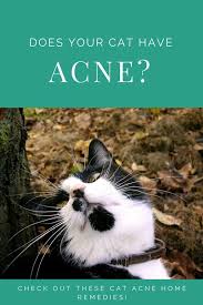 I could use it in my home ! Cat Acne Treatment At Home 4 Natural Remedies For Cat Acne
