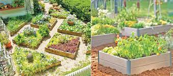 Tips for a raised bed vegetable garden | Daily News