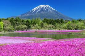 Gratis untuk penggunaan komersial atribusi tidak diperlukan gambar berkualitas tinggi. Pemandangan Indah Gunung Fuji Dalam 12 Bulan Yang Mana Menurut Kamu Yang Terbaik Zekkei Japan