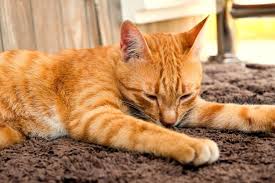 cat safe from carpet beetle parasites