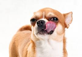 is your dog licking their lips this