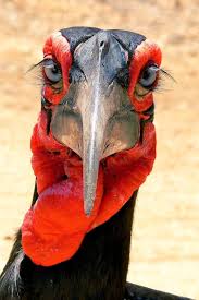 Mr Commonsense on X: "@NoCapFights The Southern ground hornbill's  remarkably long eyelashes might leave some of us a bit envious!  The  Southern ground hornbill, the larger of the two ground hornbill