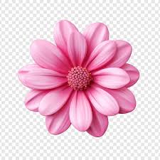pink flower images free on