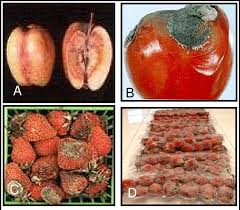 Spoilage Defects Of Fruits Vegetables A Watery Soft Rot