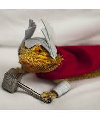 Find great deals on ebay for bearded dragon clothes. 50 Pets In Costumes Mom Me Bearded Dragon Diy Bearded Dragon Costume Bearded Dragon