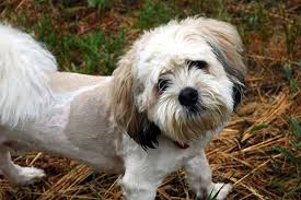 Combines the gentleness of shih tzu with the tenacity of a rat. 10 Things To Know Before You Adopt A Shih Tzu Poodle Mix Puppy Toob