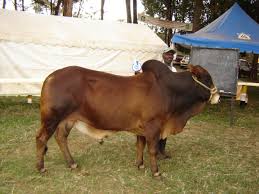 Cattle Breeds And Breeding Infonet Biovision Home
