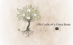 Life Cycle Of A Lima Bean By Courtney Alexander On Prezi