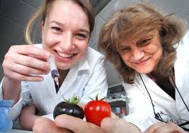 Katharina Bulling at work in the lab at the John Innes Centre with Prof Cathie Martin. Pictured working on their purple tomatoes. PHOTO: ANTONY KELLY COPY: ... - 1098549880