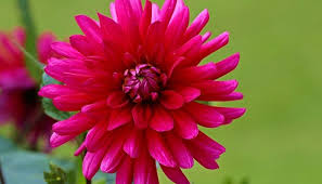 Maybe you would like to learn more about one of these? Dahlia Flower Meaning Symbolism And Colors