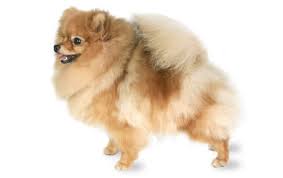 Pomeranian Dog Breed Information Pictures Characteristics