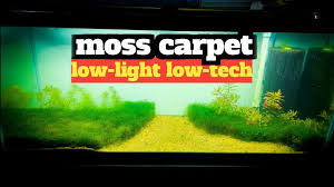 easy low light no co2 moss carpet plant