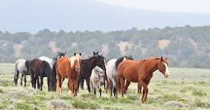are-wild-horses-native-to-america