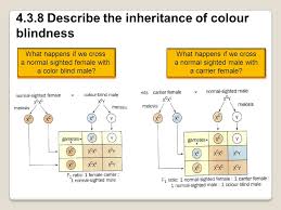 Topic 4 3 Theoretical Genetics Ppt Download