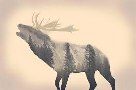 hd wallpaper s elk forest