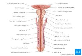 Male and female anatomy complete pack (textured). Male Reproductive Organs Anatomy And Function Kenhub