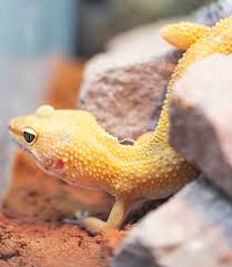 gecko leopard gecko flexible agile