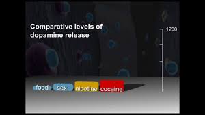 Comparative Levels Of Dopamine Release Youtube