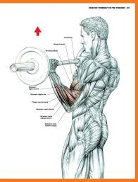 strength training anatomy workout ii