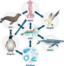 ocean food webs educational resources