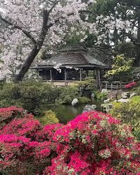 bloom at sf s anese tea garden