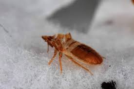 bed bugs inside the couch effective