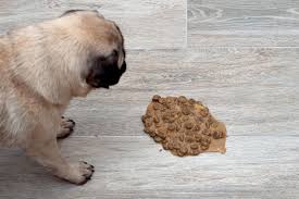 how to clean dog vomit on hardwood a